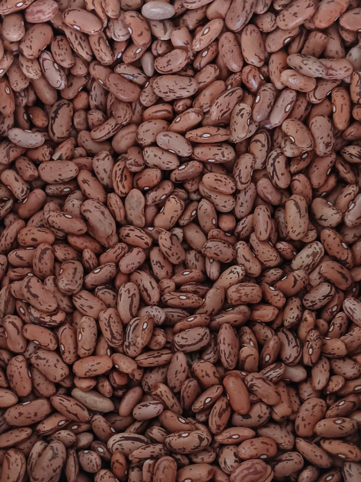 Rajma pulses